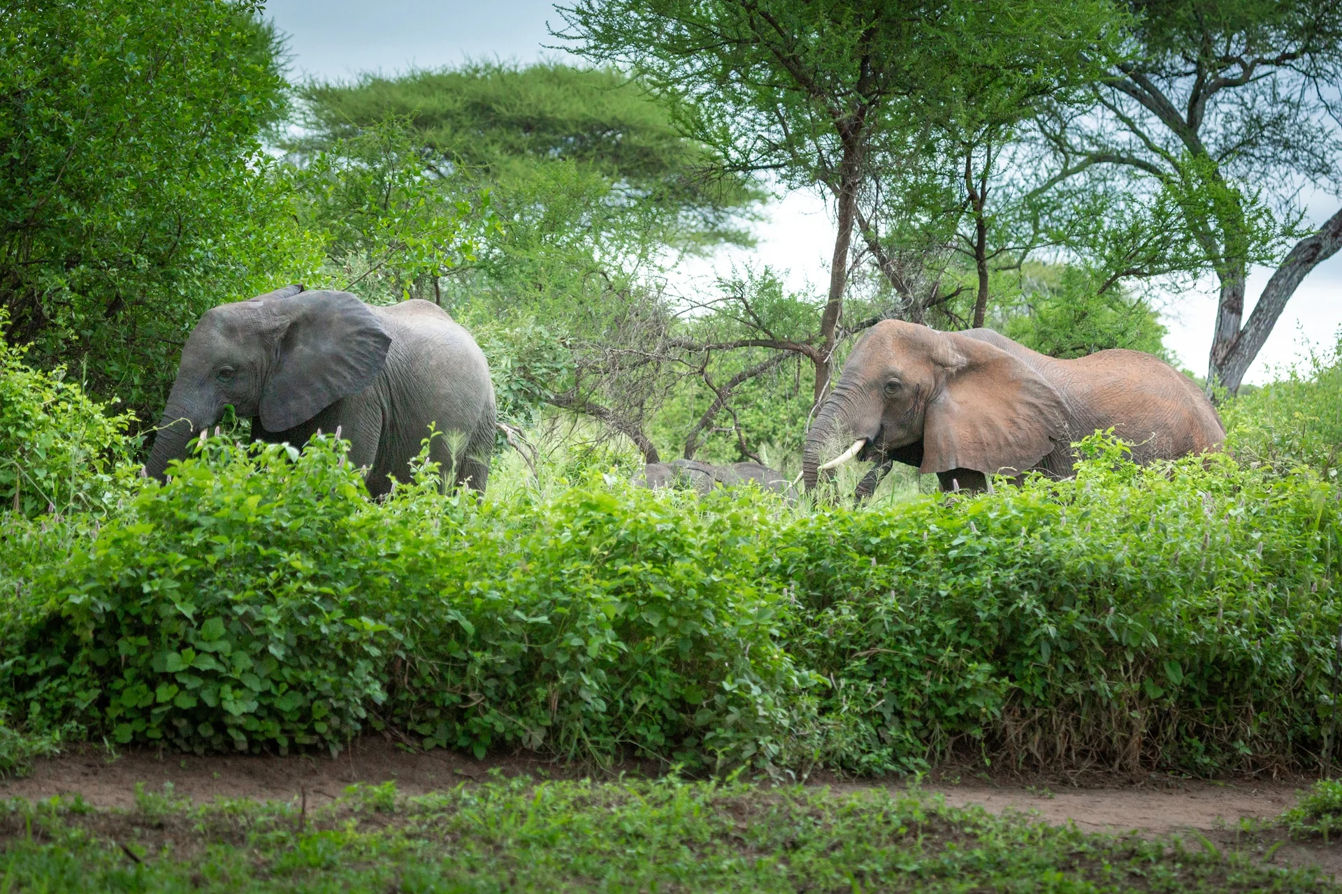 Two elephants feeding in green bush