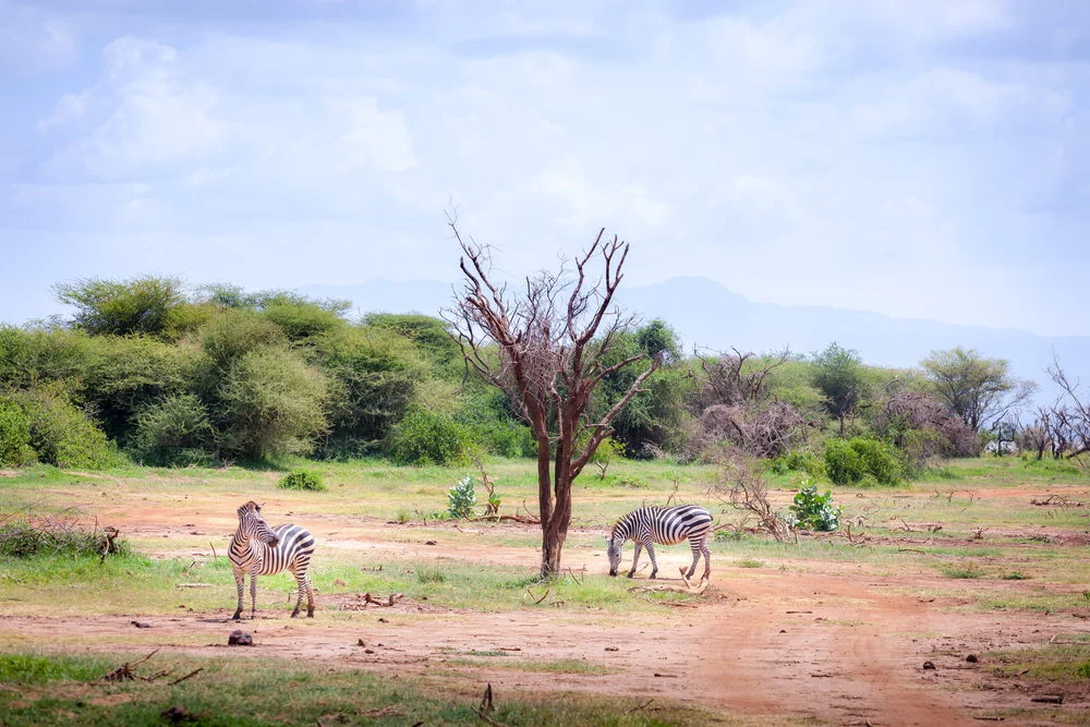 A warthog family crossing a game drive track