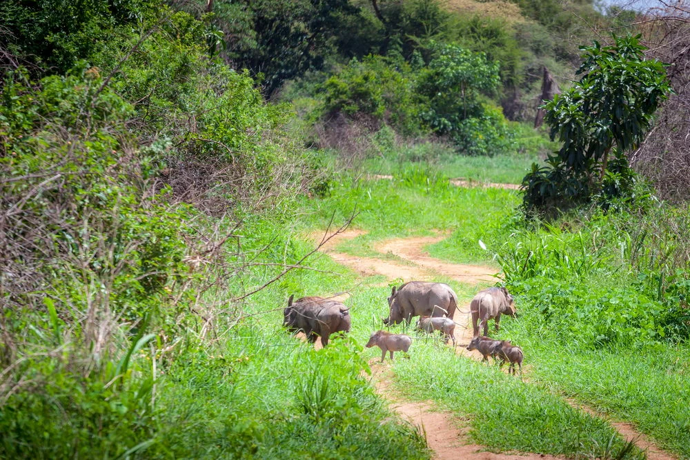 Warthogs feeding on short grass