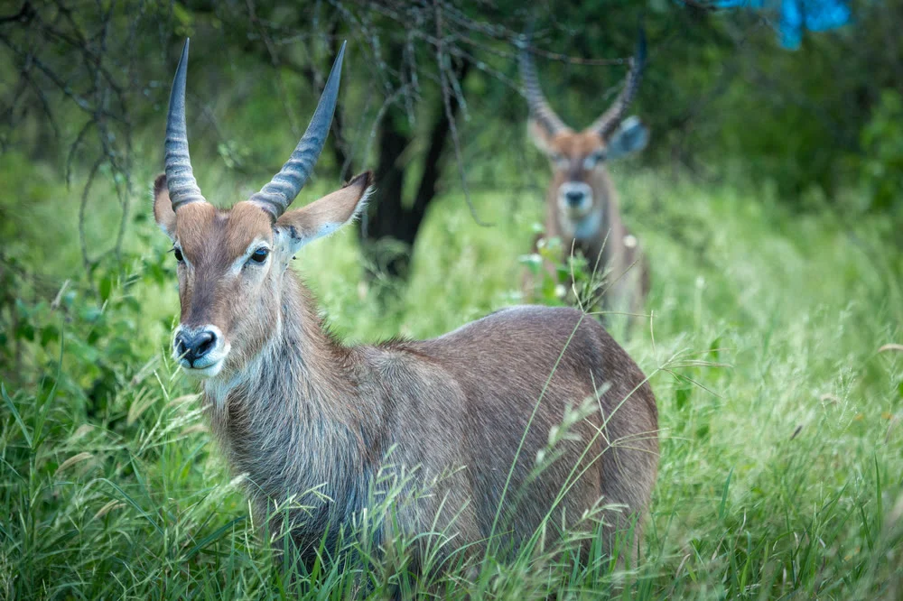 A waterbuck standing in long grass