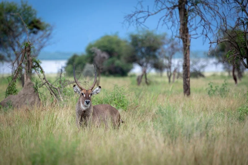 Waterbuck in long grass near the Lake Burunge corridor in Tarangire