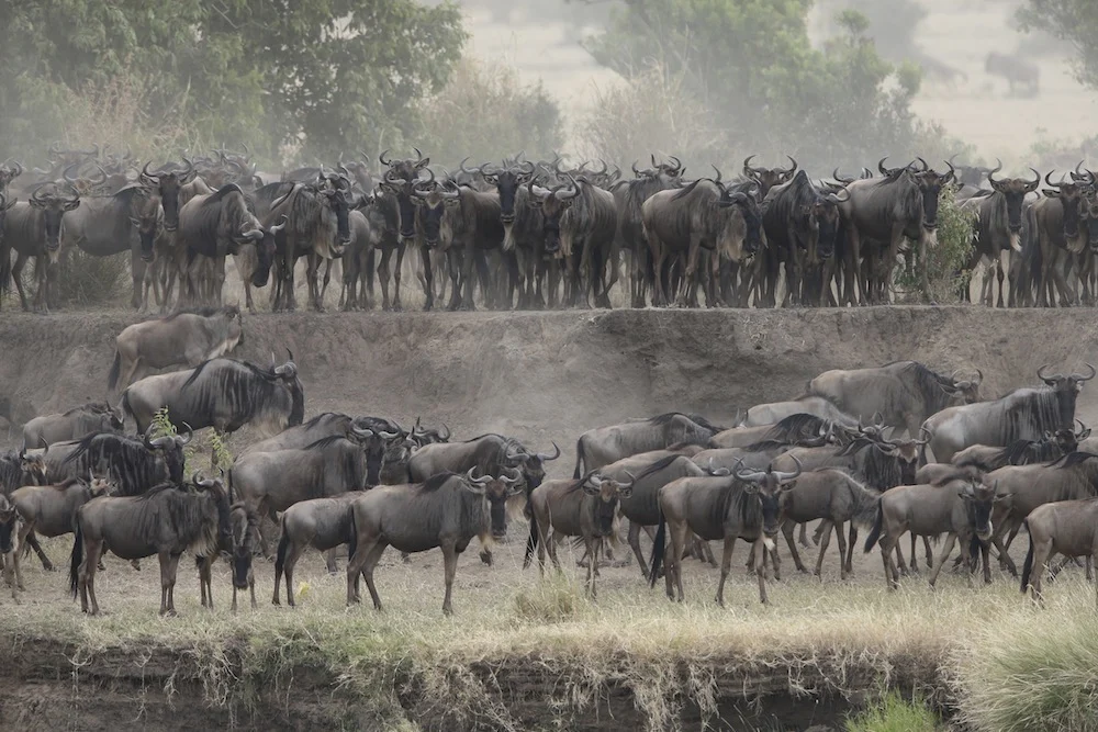 Wildebeest crowding the riverbank during the migration
