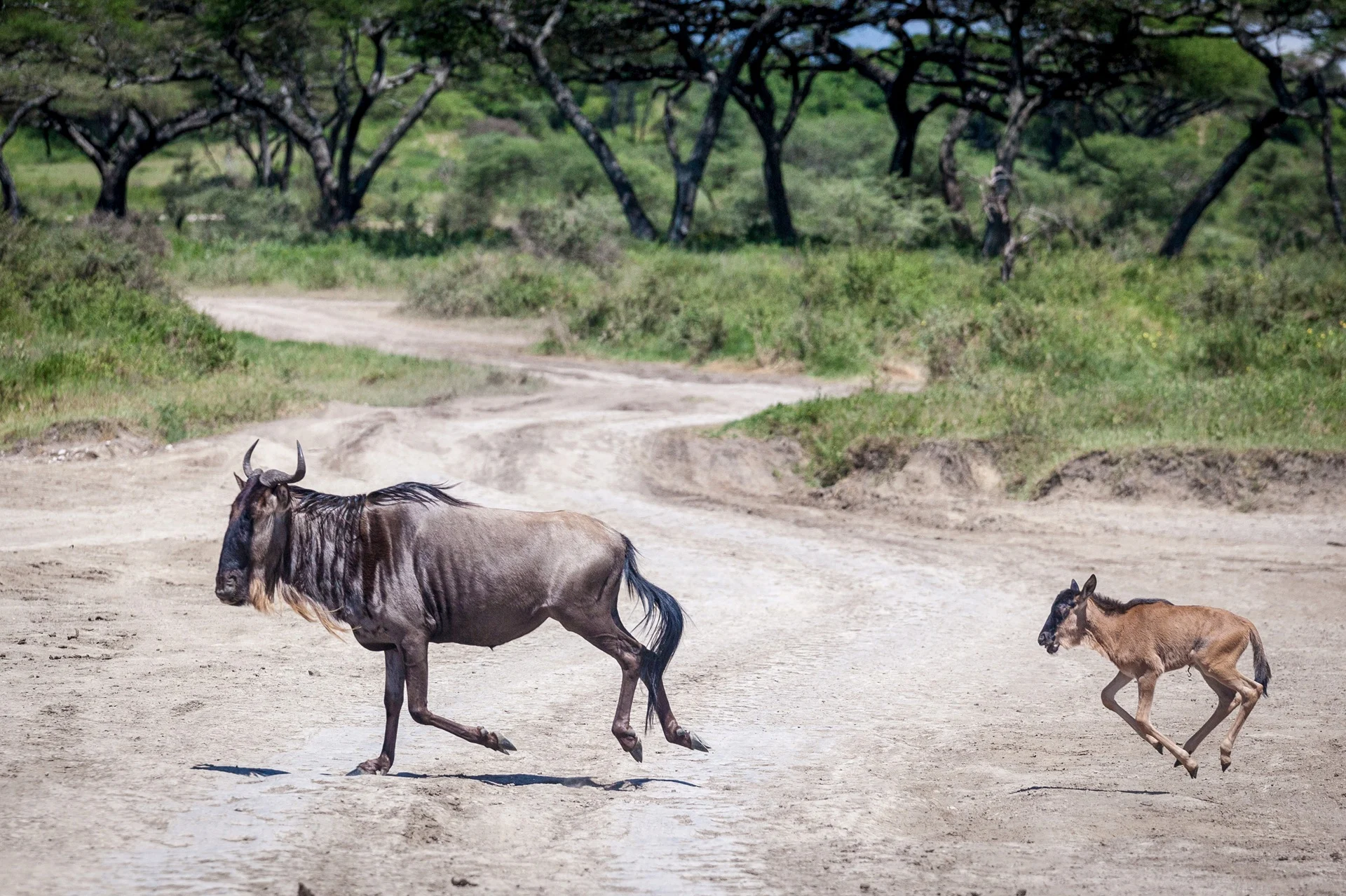 A wildebeest and her newborn calf seen from a game drive in Ndutu