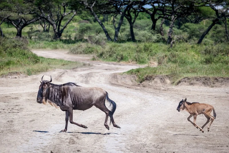 Wildebeest and its calf running across a safari track at Ndutu