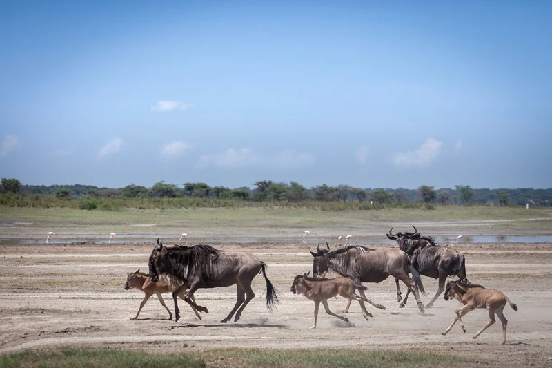 Wildebeest calves running with the herd across the open Ndutu plains
