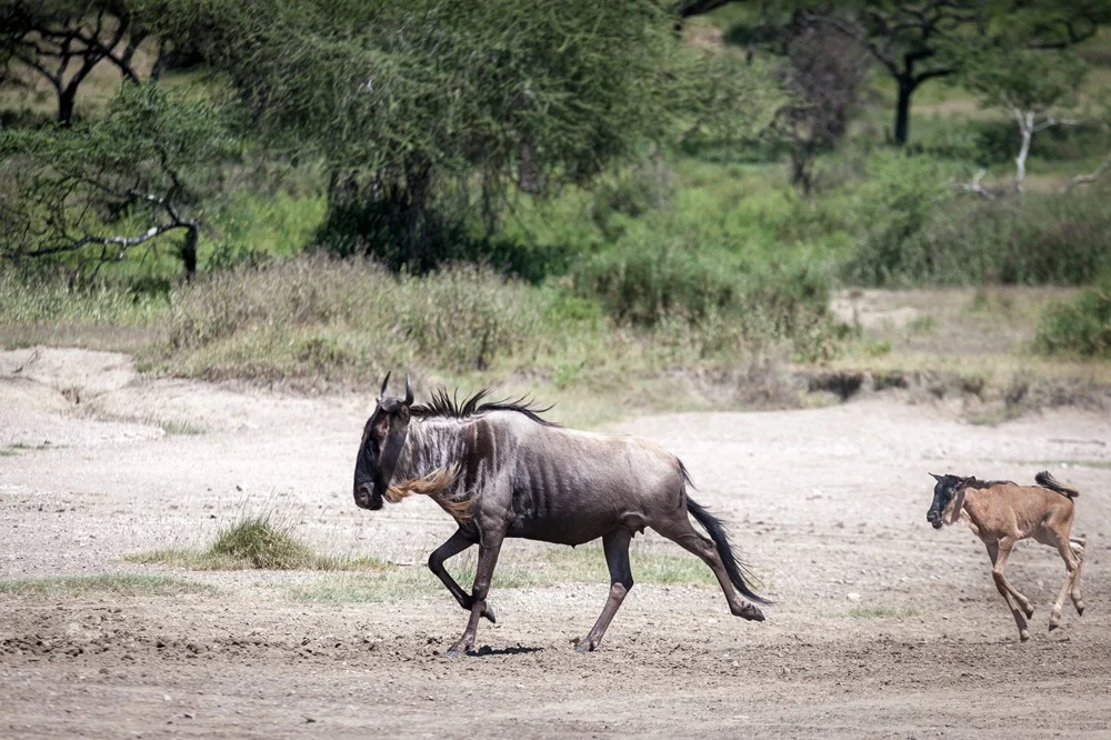 Wildebeest cow running along a dusty track with her newborn calf following
