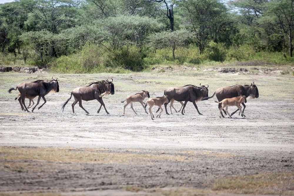 Wildebeest cows and newborn calves running across the open plains during the wildebeest calving season at Ndutu