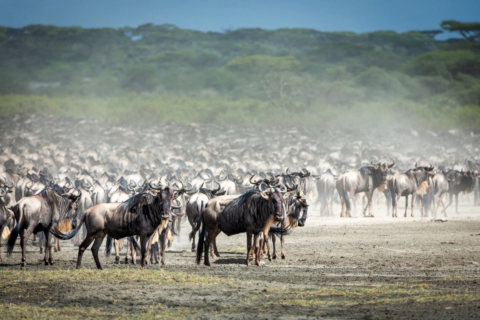 Wildebeest spread across the Ndutu plains at the peak of calving season