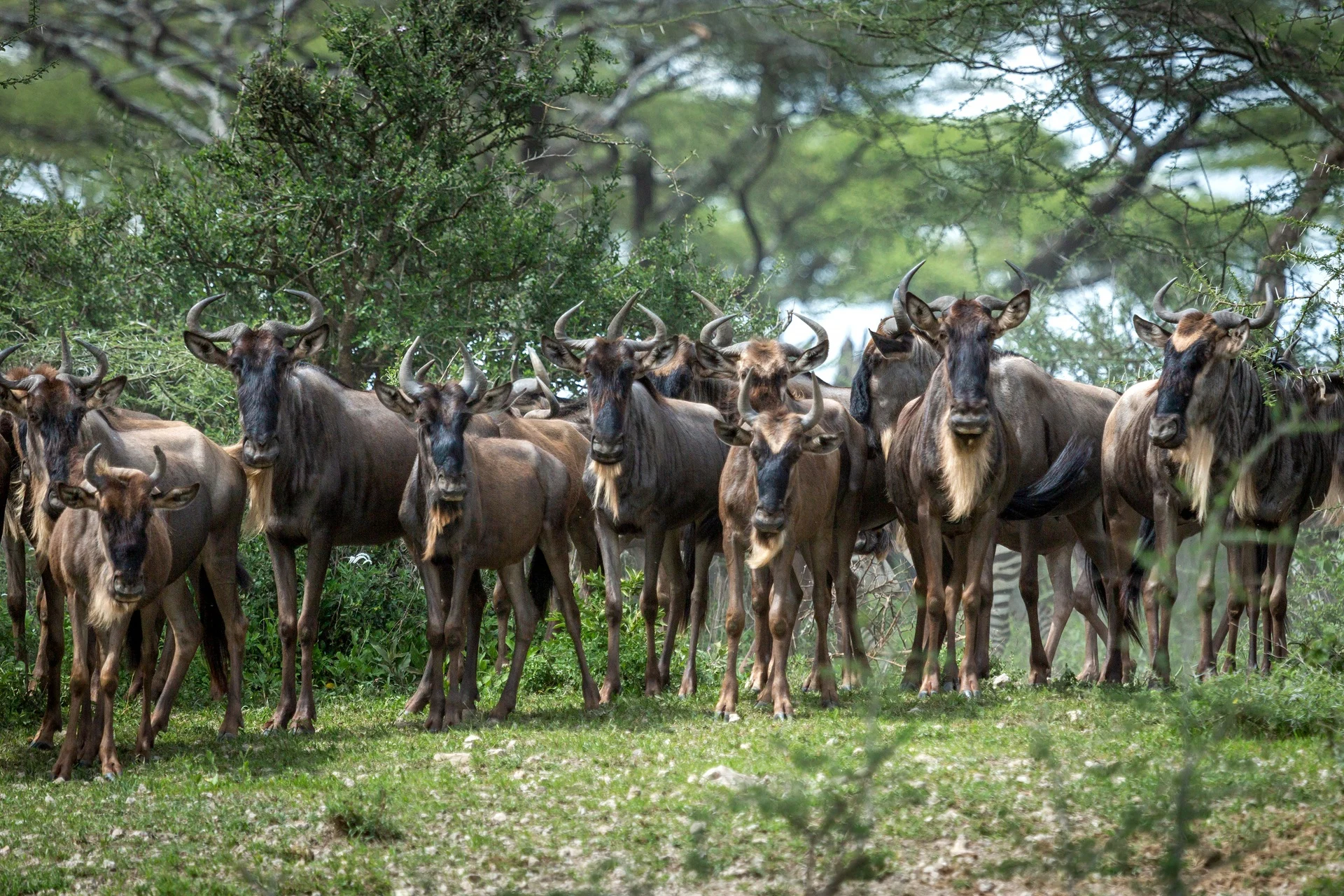 A wildebeest herd grazing right beside camp in Ndutu