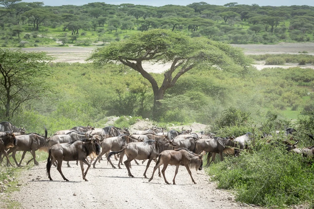 Wildebeest herd crossing a dusty Ndutu track beneath a flat-topped acacia tree