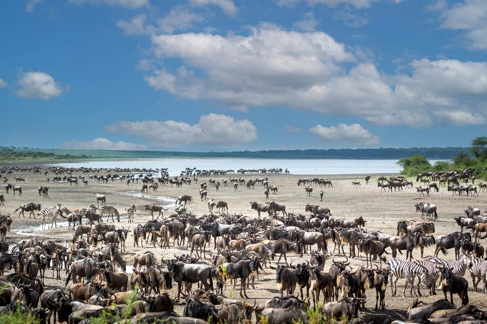 Thousands of wildebeest and zebra gathered along the shore of Lake Ndutu