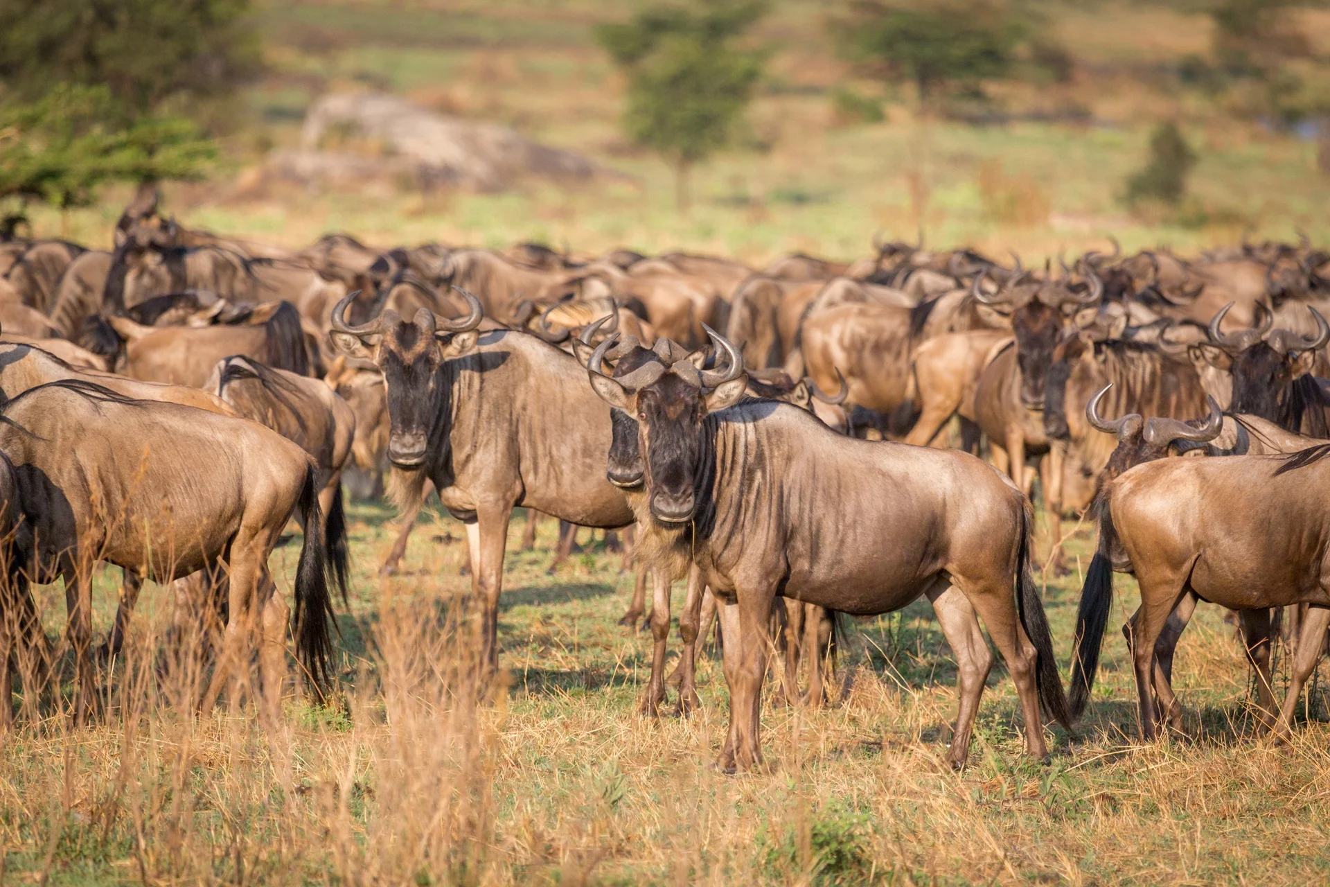 wildebeest-massing-in-kogatende.webp