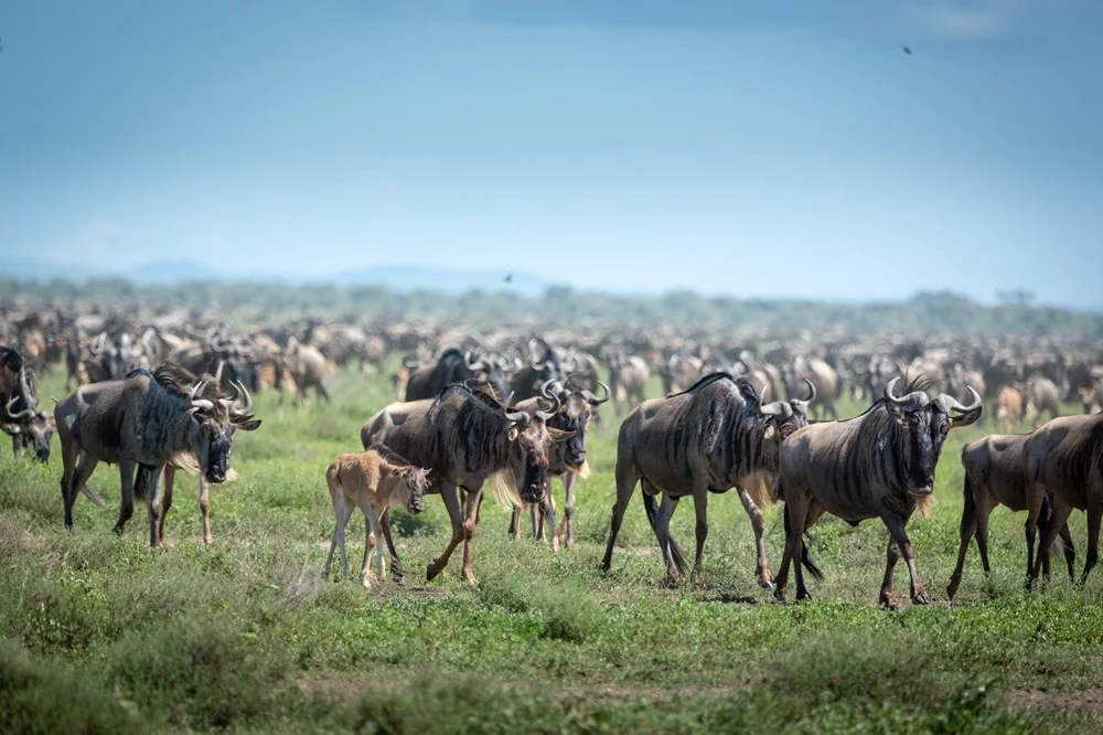 Wildebeest herd stretching to the horizon on green plains during the calving season in the southern Serengeti
