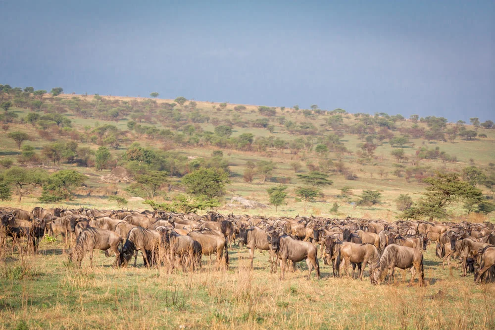 A long column of wildebeest crossing the Serengeti during the migration