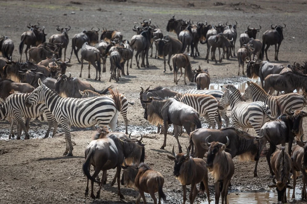 Wildebeest and zebra crowding a muddy waterhole at Ndutu during the calving season