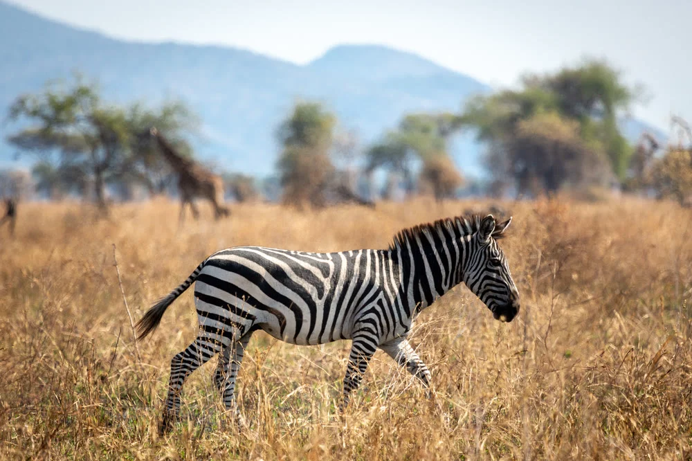 A zebra and a giraffe together on the plains