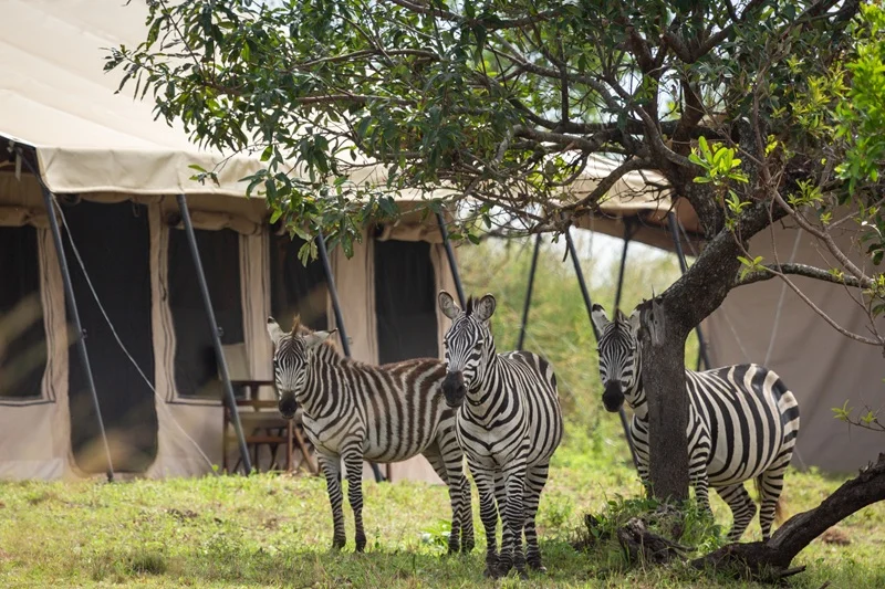 Zebras Standing Next to Gnu Mara River Camp