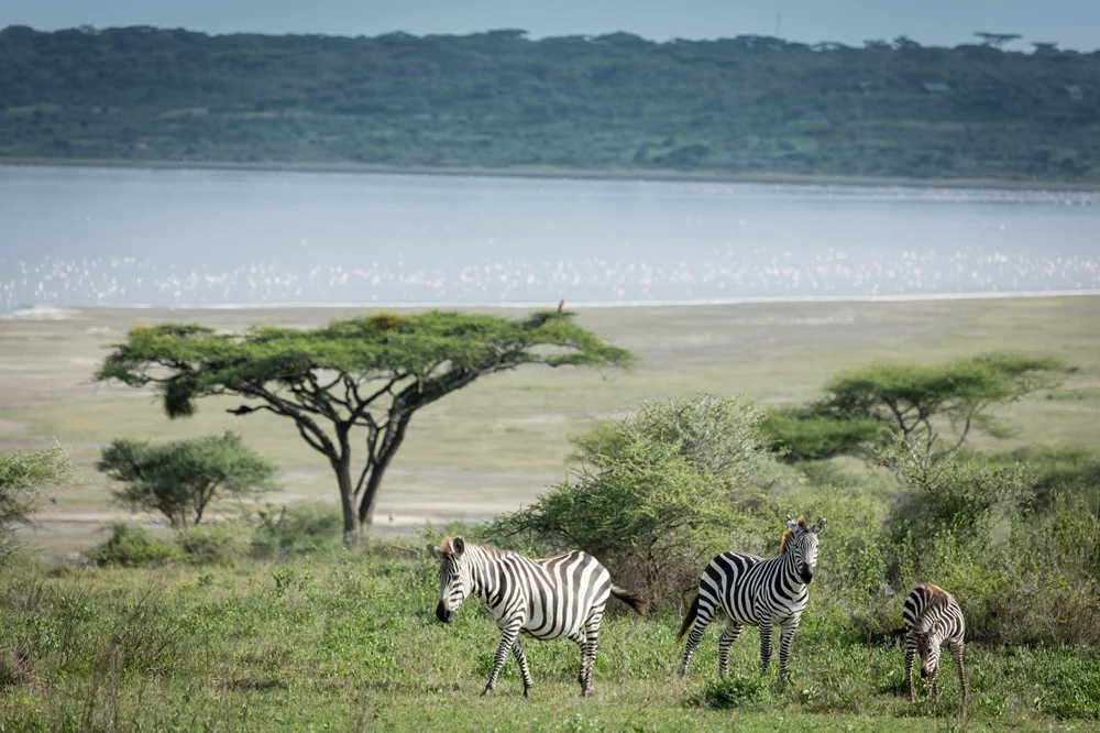 Zebra and foal grazing green bush with Lake Ndutu and distant flamingos behind