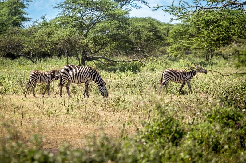 Zebra grazing among green acacia bush near Ndutu
