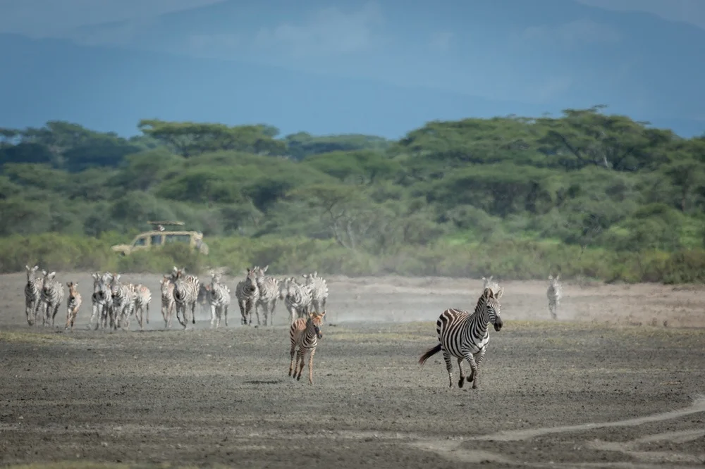 Zebra galloping across dusty plains as a safari vehicle watches from the treeline